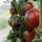 بذر گوجه فرنگی شرابی بوته ای 25 عددی