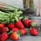 بذر توت فرنگی الکساندر 10 عددی