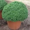بذر ریحان بوته ای کوتوله یونانی50 عددی