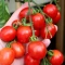 بذر گوجه گیلاسی خوشه ای ریز 20 عددی 