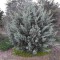 بذر سرو نقره ای ایتالیایی (آریزونا) 2 عددی