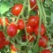 بذر گوجه گیلاسی خوشه ای ریز 20 عددی 