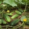 بذر خیار جالیز اصفهان (غیر درختی) 20 عددی 