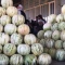 بذر خربزه بلخی 10 عددی 