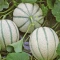 بذر طالبی 20 عددی 