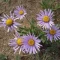 بذر گل ستاره ای وش 10 عددی