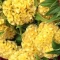 بذر گل تاج خروس چتری پاکوتاه تک رنگ طلایی (گلدانی) 1 گرمی