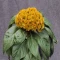 بذر گل تاج خروس چتری پاکوتاه تک رنگ طلایی (گلدانی) 1 گرمی