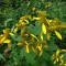 بذر گل پروانه ای (وربسینا) 1 گرم 