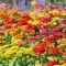 بذر گل های باغی دسته گلی میکس 1 گرم 