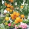 بذر گوجه چری زرد آویز 25 عددی
