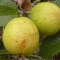 بذر گواوا سیبی زرد معطر داخل سفید 10 عددی 