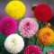 بذر کوکب منگوله ای 5 عددی 