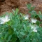 بذر کور گوشتی 10 عددی