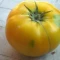 بذر گوجه آزویچکا 10 عددی