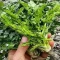 بذر اناریجه 100 عددی