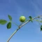 بذر یونجه دایره ای (تکمه ای) 20 عددی