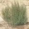 بذر پشمالو 10 عددی