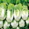 بذر کاهو ژاپنی 20 عددی
