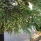 بذر سرو عود 5 عددی