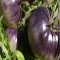 بذر گوجه فرنگی غول پیکر بنفش درختی 25 عددی