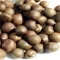 بذر چای 5 عددی