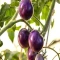 بذر گوجه فرنگی غول پیکر ارغوانی درختی 25 عددی