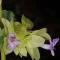 بذر گل اروانه 5 عددی