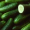 بذر خیار زمینی سوپر N3 (20 عددی )