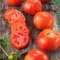 بذر گوجه فرنگی راتگرز 10 عددی 