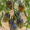 بذر گوجه فرنگی رنگین کمان اتمیک 10 عددی 