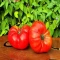 بذر گوجه فرنگی غول پیکر قرمز بوته ای 25 عددی