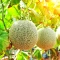 بذر خربزه درختی 10 عددی 