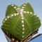 بذر کاکتوس آسترو روکوتسو میکس 2 عددی