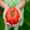 بذر گوجه فرنگی قرمز بوته ای آبدار 2 گرمی