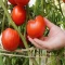 بذر گوجه فرنگی غول پیکر قرمز بوته ای 25 عددی