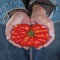 بذر گوجه فرنگی قاچ قاچ خورده 20 عددی 