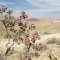 بذر کاروان کش 10 عددی
