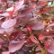 زرشک برگ قرمز ژاپنی 5 عددی