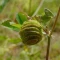 بذر یونجه دایره ای (تکمه ای) 20 عددی