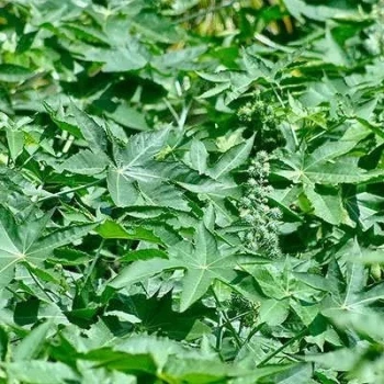 بذر کرچک پابلند سبز 5 گرمی