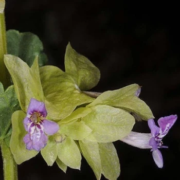 بذر گل اروانه 5 عددی