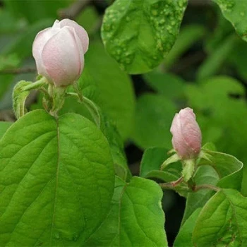 بذر به دانه 10 عددی
