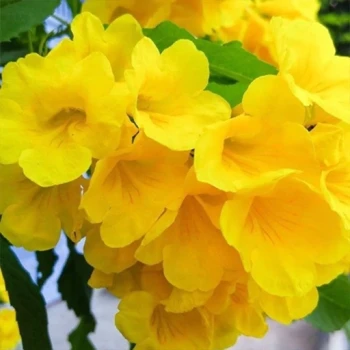 بذر درخت زنگوله 5 عددی