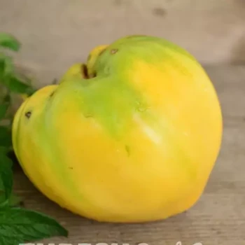 بذر گوجه قلبی نارنجی درختی 10 عددی 