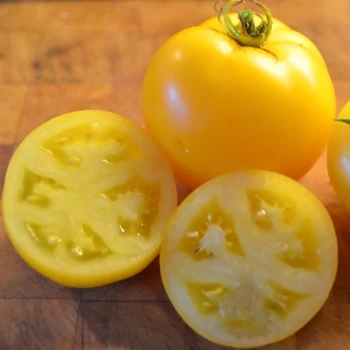 بذر گوجه فرنگی زرد بوته ای 20 عددی 