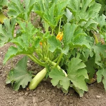 بذر کدو خورشتی چارلیستون 5 عددی