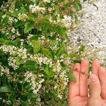 بذر برگ نو چینی 10 عددی