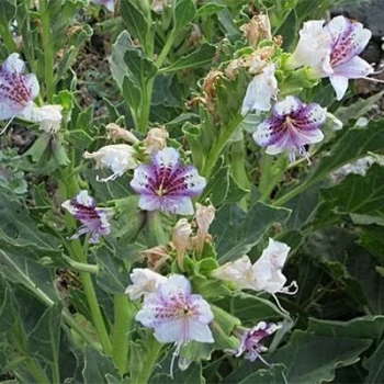 بذر بنگدانه جنوبی 10 عددی