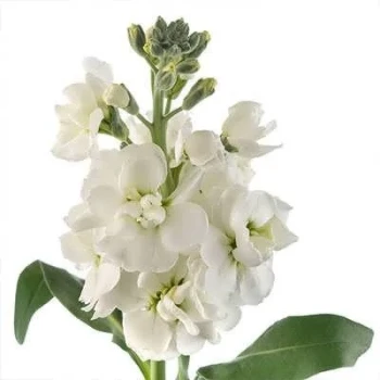 بذر گل صابونی سفید 1 گرمی